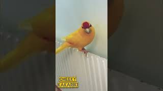 Kakariki singing in SLOW MOTION 🤯 Sounds Creepy [upl. by Aranahs]