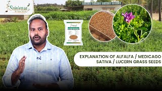 Explanation of Alfalfa Medicago Sativa Lucern Grass Seeds  Thanneru Suresh  SrinivasaAgroSeeds [upl. by Adivad]