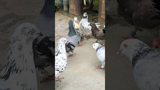 Chay biskit pigeon pigeon funny birds love pets shirazikabutar fancypigeon [upl. by Giorgio47]