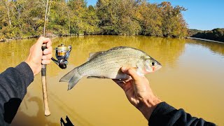 4 Hours of RAW and UNCUT Ultralight Fishing with Gulp Minnows  Emory River [upl. by Nialb]