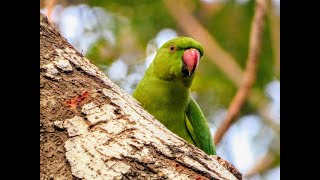 Roseringed Parakeets Talking Sounds  Loud Parrots Chirping  Crow Crowing [upl. by Anahsit]