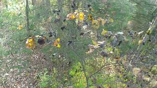 2024 PA Archery Season 10 Point Buck Action Camera RAW Footage [upl. by Heigho]