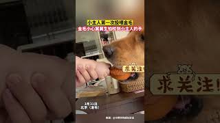 小主人第一次投喂金毛，狗子小心翼翼的样子好暖心funny 萌宠 可爱 狗狗 [upl. by Lyndes]