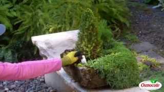 Renovate Your Rock Garden with Dwarf Conifers and Broken Pots [upl. by Oigimer]