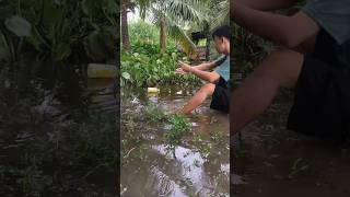 Fish trap with snail bait fishing fishtrap fish fishtrappingskills [upl. by Sirrom58]