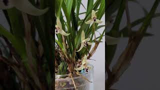 Maxillaria marginata in Colomi relaxingmusic [upl. by Myron]