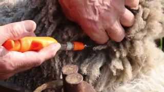 Sheep worming  correct injection technique [upl. by Muscolo]