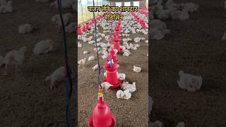 liverbirds Heptocares chickenfarm sortvideo sk Kisan poultry [upl. by Enovi]