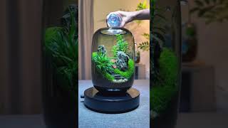 Decor Terrarium 98 terrariumart terrariumdesign miniterrarium terrariumlove terrariumdiy [upl. by Meares]