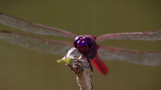 How Do Dragonflies See the World  Animal Super Senses  BBC Earth [upl. by Cristina542]