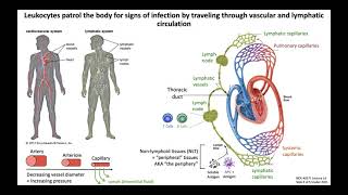 Lecture 1d Lymphoid Organs and Lymphatics [upl. by Squires211]