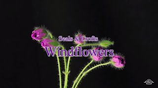 WindflowersSeals amp Crofts Karaoke [upl. by Anahgem83]