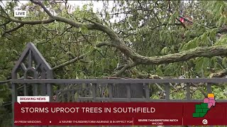 Storm brings tree down at Geoffrey Fiegers office [upl. by Wehhtam856]