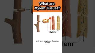 What are xylem tissues [upl. by Shira756]