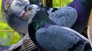 Best tippler pigeon breeds in the world pigeons breeding loft  high flying pigeon  bird videos [upl. by Pastelki]