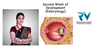 Second Week of Development General Embryology by Dr Rajitha Vanga [upl. by Asit425]