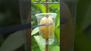 how to grow guava tree guava plant varietyguava plant careguava plant guava plant growing tree [upl. by Eal]