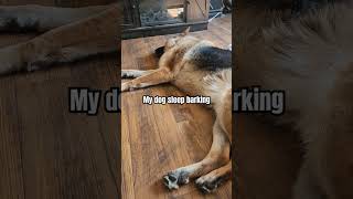 My gsd sleep barking [upl. by Niwhsa653]