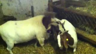 Making of Little boergoats burenziegen [upl. by Hanala]