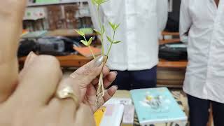 cotyledonsबीजपत्रmonocot Dicot [upl. by Boothman]