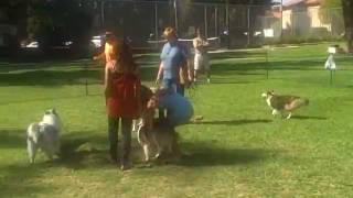 Shelties Playing at the Southland Sheltie Rescue Picnic  October 2009 [upl. by Kcirdde]