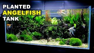 Aquascape Tutorial Non co2 4ft Angelfish Aquarium How To Full Step By Step Guide Planted Tank [upl. by Rutherfurd]