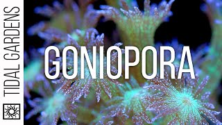 Goniopora Coral Care Tips [upl. by Annayehc]