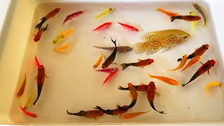 Catch Axolotl amp Spadefish In The Lake Find Catfish Ornamental Fish Tetra Koi Fish Shrimp Angel [upl. by Noimad]