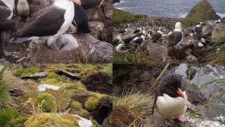 2 ΝΗΣΙΑ ΦΩΚΛΑΝΤ  FALKLAND ISLANDS Port Stanley Westpoint Island [upl. by Nniuq]