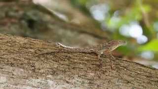 Anolis stratulus dewlap display [upl. by Fritts]