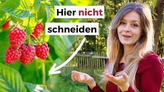 Blitzanleitung Himbeeren schneiden Sommer und Herbsthimbeeren [upl. by Suirtemid846]