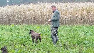 Jachthond In Opleiding bird dog training [upl. by Ydnar]