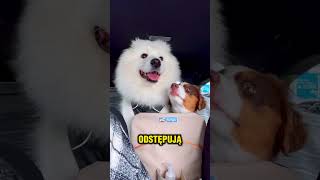 😱ZROBIŁ MU NAJLEPSZY PREZENT😍🐶 [upl. by Nonnerb]