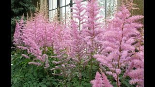 How to Grow Astilbe [upl. by Judy]