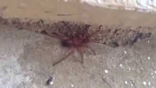 The brown recluse spider or violin spider Loxosceles reclusa [upl. by Nnairret]