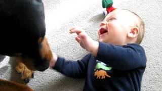 Rottweiler causing a baby laugh attack [upl. by Bithia]