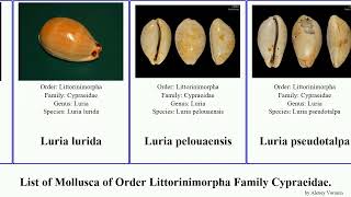 List of Mollusca of Order Littorinimorpha Family Cypraeidae cypraea erosaria erronea lyncina lynx [upl. by Aliemaj]