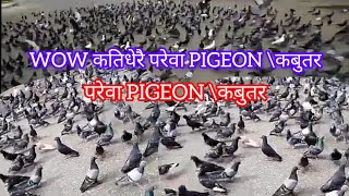 परेवा \ pigeon kabutar को बारेमाDomestic pigeon  Bird subscribe pigeon birds [upl. by Geoff]