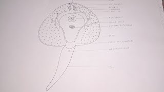 Fasciola Hepatica Cercaria Larva  How to draw fasciola hepatica cercaria larva shortsyoutubeart [upl. by Euginom]