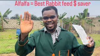 SAVE COSTS BY PLANTING ALFALFA SEEDS FOR YOUR RABBITS bunny farming rabbitfarming rabbit [upl. by Yeoj146]