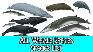 All Whale Species  Species List [upl. by Dewees]