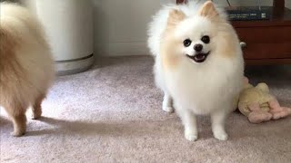 female pomeranian dog barking  pomeranian Puppies Barking [upl. by Aihsiym996]