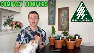 Unboxing Unique Compact Conifers from Iseli Nursery  Joshuas Garden [upl. by Nylteak]