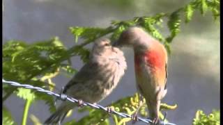 Les Oiseaux de Corrèze N°2Les oiseaux familiers mais discrets [upl. by Neeli670]