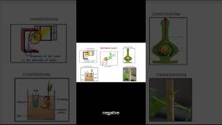 Tropism in plantstropic movements hydrotropismchemotropismthigmotropismphototropism [upl. by Eldnar]