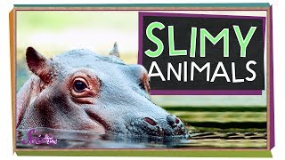 Slimy Animals  Hippos Frogs and More  Amazing Animals  SciShow Kids [upl. by Ermin]