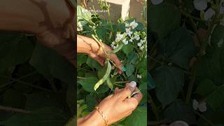 Dolichos Bean🫘 terracegarden growyourownfood shorts [upl. by Giguere]