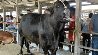 Sapi jumbo sapi Lucu brahman bull cow videos big cow [upl. by Morocco689]