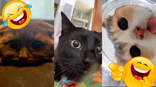 🐱 Funny Cats Being Hilarious 🐱🤣 funny cat and animals compilation 🎉🐶🐾 42 [upl. by Rinum764]