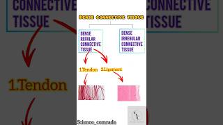 19 Dense connective tissue amp its type ligamentamptendonbiology upsc ssc neet ligament tendon [upl. by Eraste]